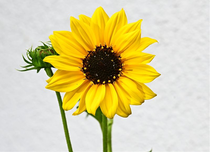 Miniatursonnenblume
